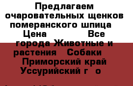 Предлагаем очаровательных щенков померанского шпица › Цена ­ 15 000 - Все города Животные и растения » Собаки   . Приморский край,Уссурийский г. о. 